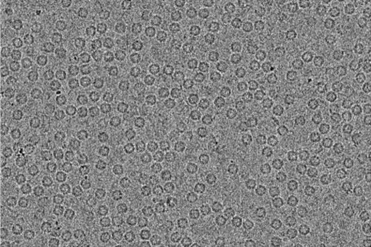 Negative Stain Negative Stain